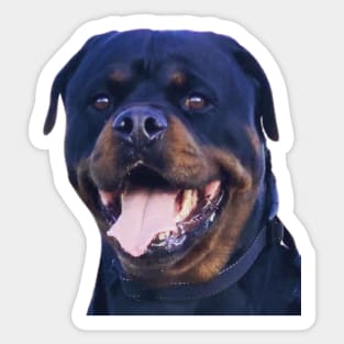 Rottweiler Pooch Smiling BR Sticker